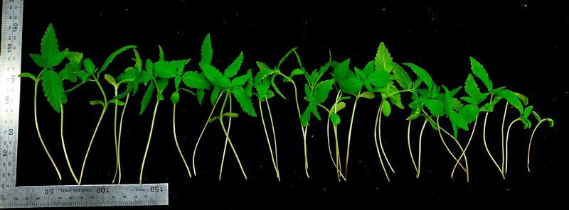 LF20210306-hemp2-microgreen.jpg